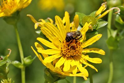 Busy Bee