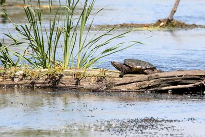 Creek Crossing
