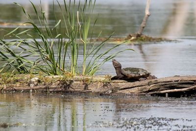 Reptiles and Amphibians
