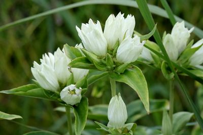 Cream of the Prairie