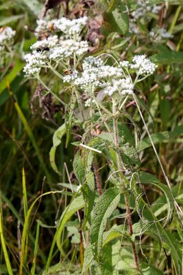 White in a Wetland