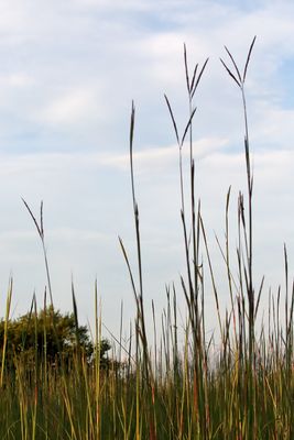 Trees, Shrubs, Seeds, Grasses and Fruits