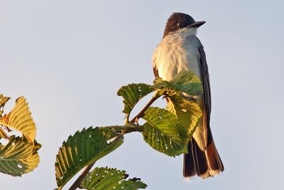 Perching, Song and Other Birds