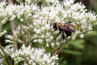 Bee on Bonset