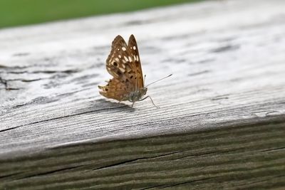 Tattered Wings