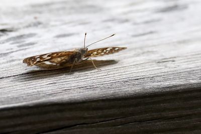 Insects, Worms and Arachnids