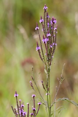 Flowers on the Prairie