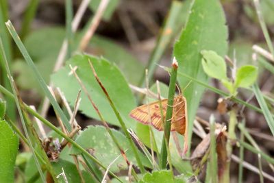 Mini Moth