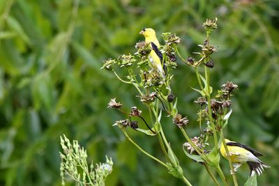 Savoring Seeds