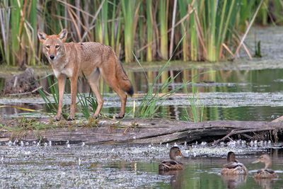 Safe in the Water
