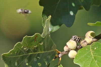 Going with Galls