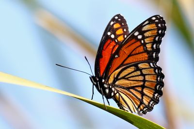 Insects, Worms and Arachnids