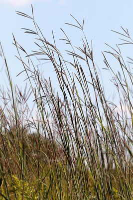 Trees, Shrubs, Seeds, Grasses and Fruits
