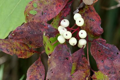 Trees, Shrubs, Seeds, Grasses and Fruits