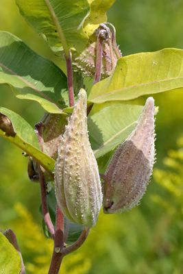 Trees, Shrubs, Seeds, Grasses and Fruits