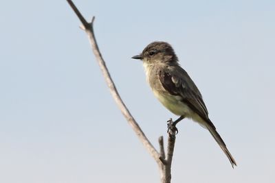Sitting on a Stick