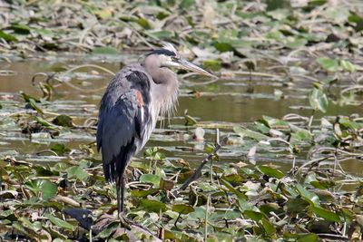 Standing in the Shallows