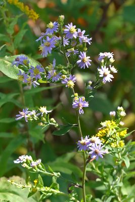Late Summer Wildflowers