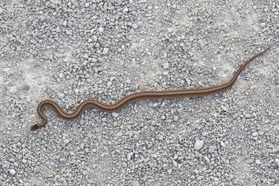 Reptiles and Amphibians