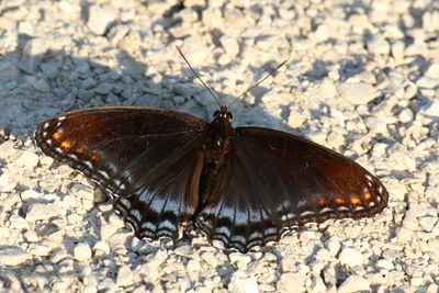 Insects, Worms and Arachnids