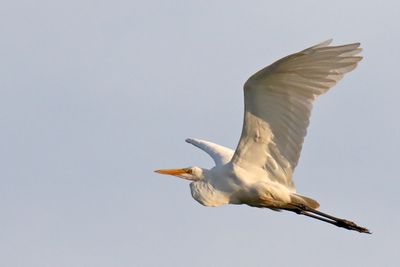 Cranes, Herons, Egrets and Other Shorebirds