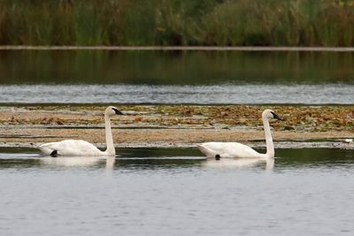 September Swans