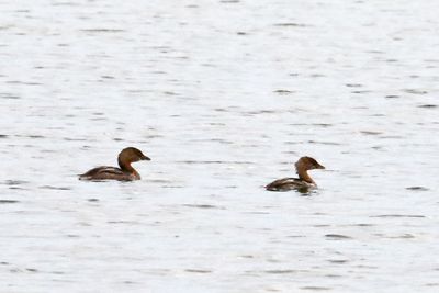 Ducks, Geese, Swans and Pelicans