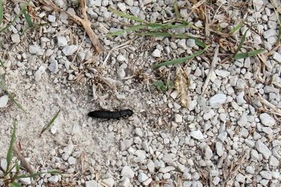 Insects, Worms and Arachnids