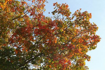 First of the Fall