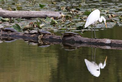 Cranes, Herons, Egrets and Other Shorebirds