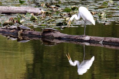Cranes, Herons, Egrets and Other Shorebirds