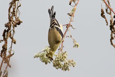 Perching, Song and Other Birds