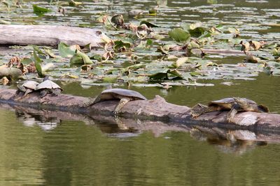 Reptiles and Amphibians