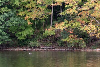 Ducks, Geese, Swans and Pelicans