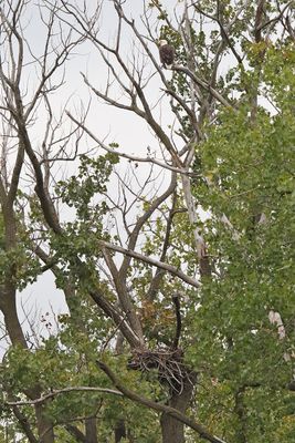 Eagles, Hawks, Osprey, Falcons and Vultures