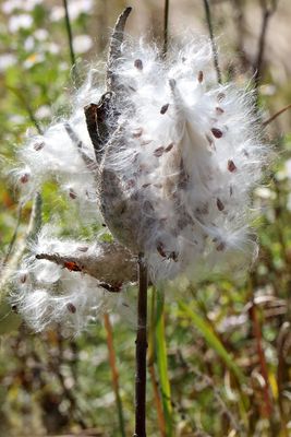 September Seeds