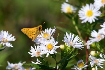 Small Butterfly