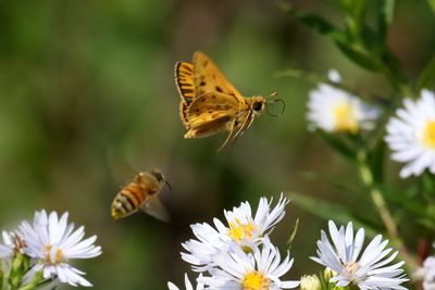 Better Bee Gone