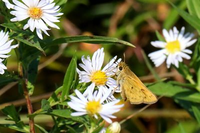 Insects, Worms and Arachnids