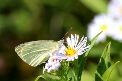 Insects, Worms and Arachnids