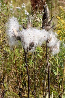Trees, Shrubs, Seeds, Grasses and Fruits