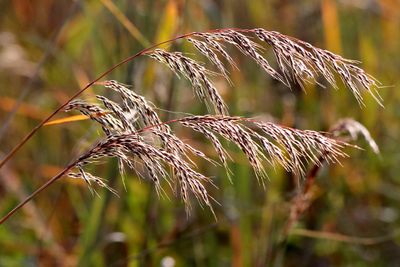 Trees, Shrubs, Seeds, Grasses and Fruits