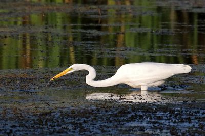 Cranes, Herons, Egrets and Other Shorebirds