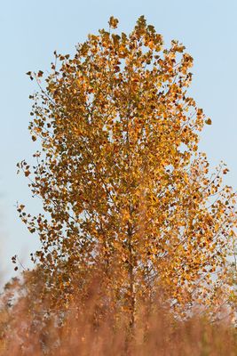 Cottonwood Color