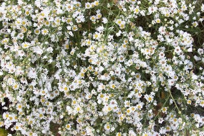 Flora
