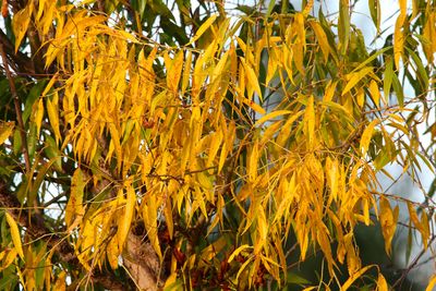 Fall Colors 2025