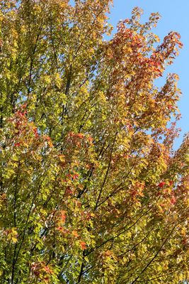 Fall Colors 2025
