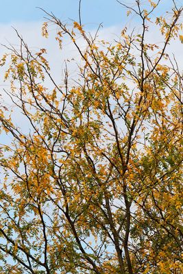 Losing Leaves