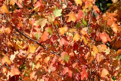 Fall Singe