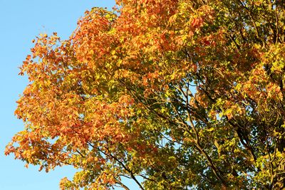 Autumn Hues